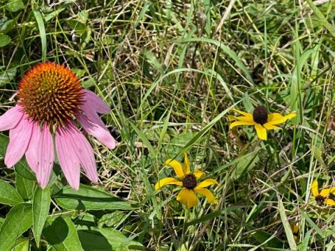 coneflower