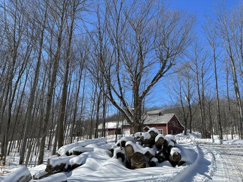 Connor Maple Farm