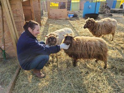 Cynefin Farm Shetland Sheep