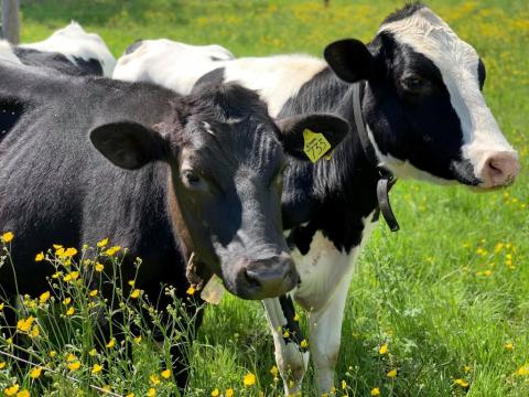 Holstein cows