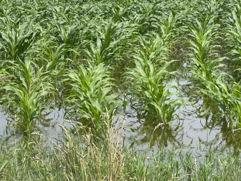 Flooded Corn