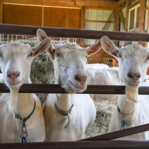 three white dairy goats looking through fence slats in a barn