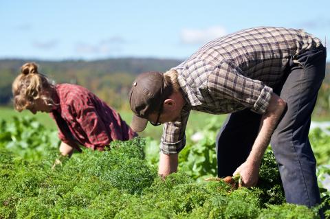 Two people bent over harvesting carrots in a farm field.