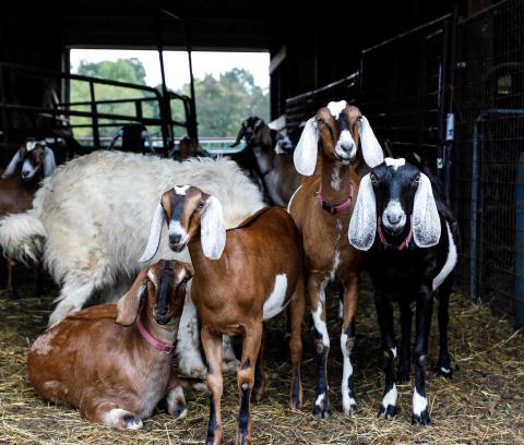 Brown, black, and white goats standing in a barn.