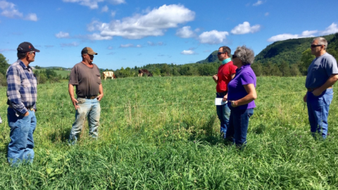 Grazing Cohort farmers standing in a pasture with cows in the background