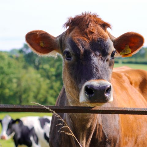 jersey cow