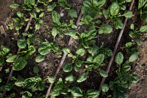 Spinach growing in soil with brown plastic drip irrigation lines