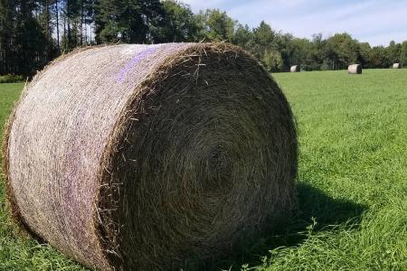 Hay Bale