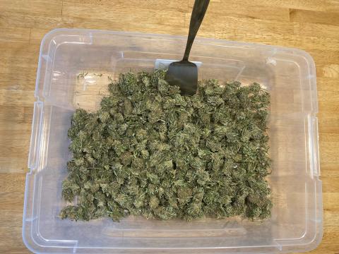 Hemp Post-Harvest Sample