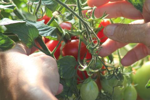 cherry tomato picking