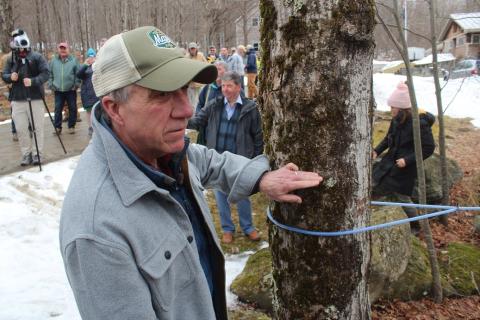 Governor Scott picks his "First Tapping" tree