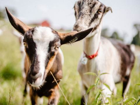 A photo of two brown and white goats standing in a green pasture looking at the camera.