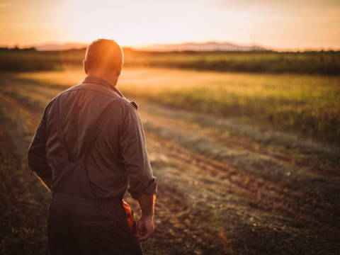 farmer at sunset looking at field