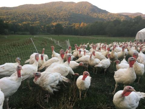 turkeys in pasture