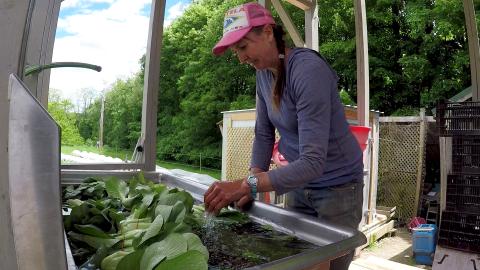 Elizabeth Wood of New Leaf CSA washes produce in an outdoor stainless steel sink.