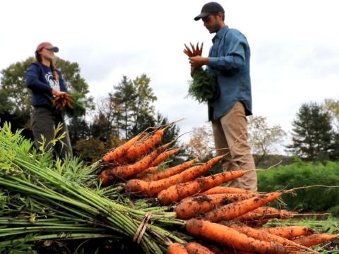 farm carrots