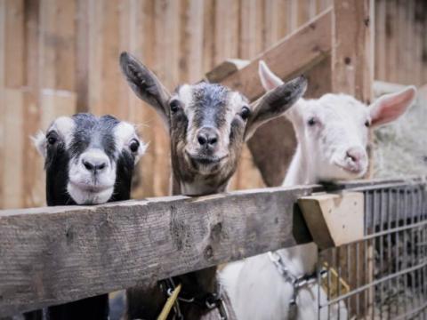 three goats looking over wooden fence in barn