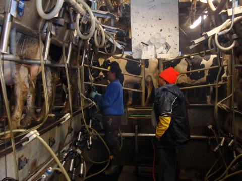 Farmworkers milking cows
