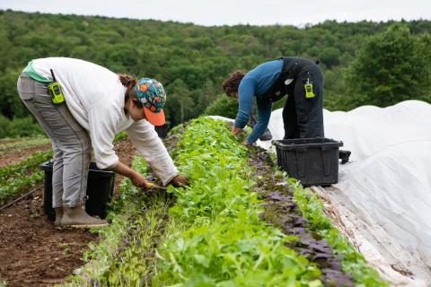 Farm employees bending over a bed of leafy greens, harvesting greens with knives.