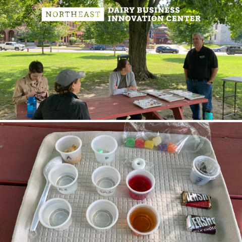 Top image: a group of NE-DBIC staff sit at a picnic table with flavor samples under a tree on a grassy lawn. Roy Desrochers stands at the head of the table and speaks to the group. Bottom image: a paper tray of small plastic cups with clear and colored liquids and candy samples for tasting.