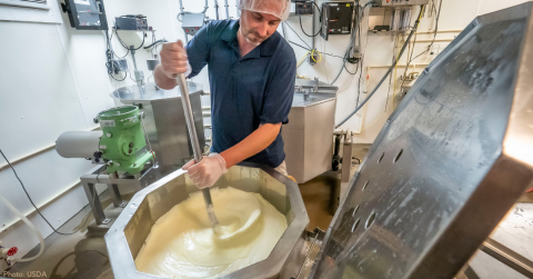 A person in a navy blue polo shirt, hair net, and rubber gloves stirring milk in a stainless steel vat. Other equipment and controls are behind them.