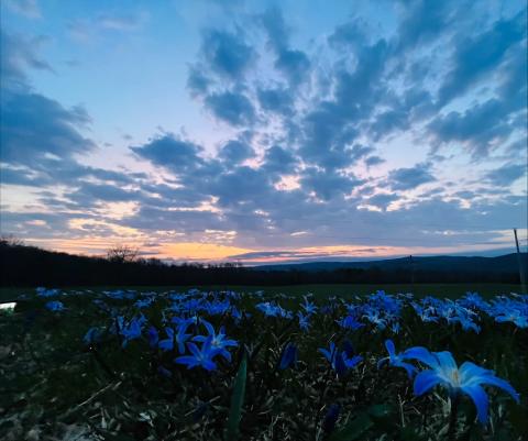 sky and flowers