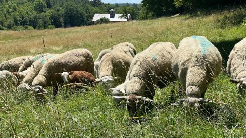 Sheep grazing at Vermont Shepherd