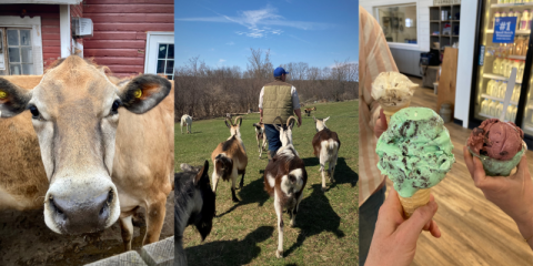 collage with jersey cow, person walking with three goats, and three ice cream cones