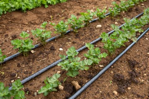 A photo of rows of green celery plants growing in brown soil with black plastic irrigation lines running along the rows on the soil surface.