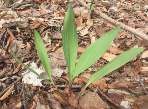 False ramp wild leek