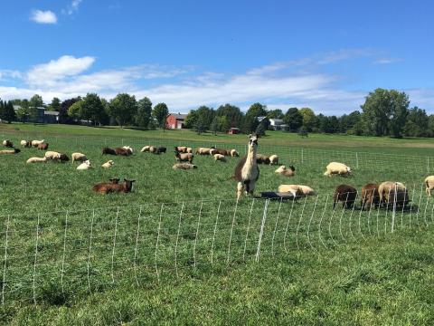 cows grazing