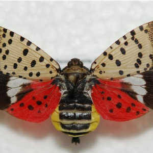 Spotted Lanternfly