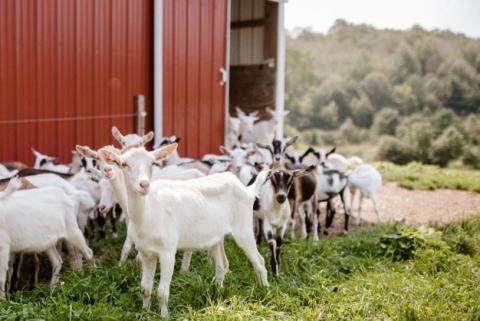 white goats standing outside a red barn