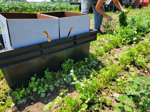 West Farm packs produce into waxed cardboard boxes that are placed inside of large plastic totes. 