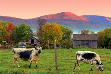beautiful sunset colors Vermont mountains and cows in field