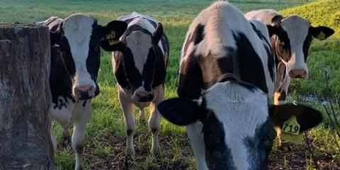 Holstein cows