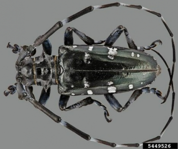 Asian Longhorn Beetle