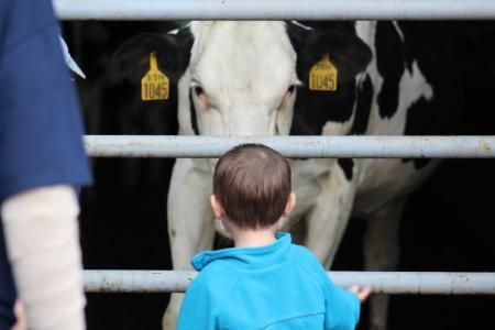 cow greets kid