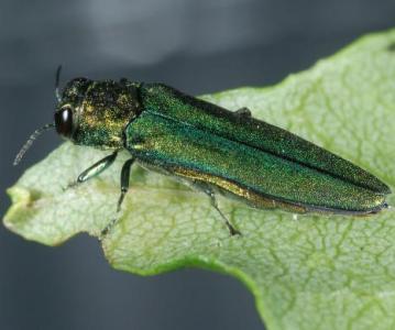 Emerald Ash Borer