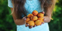 A child with long hair and a blue dress hands holding fresh apricots