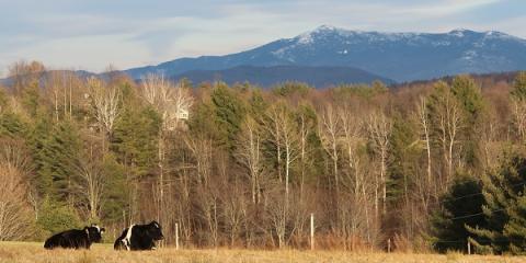 cows relax below Mt. Mansfield