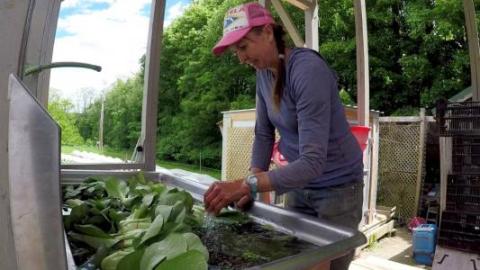 A farmer with a pink hat, purple shirt, and a braid washes baby bok choy in an outdoor stainless steel sink.
