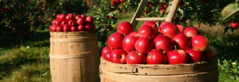 Two barrels of red apples with apple trees and a ladder in the background