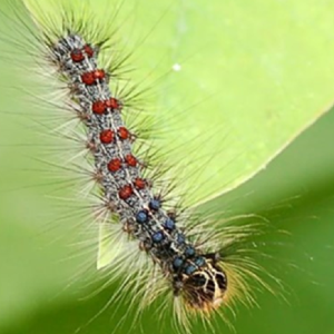 Spongy Moth caterpillar