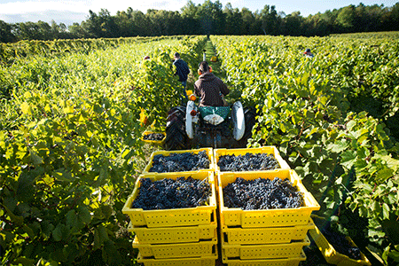 harvesting of wine grapes