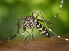 mosquito biting a person