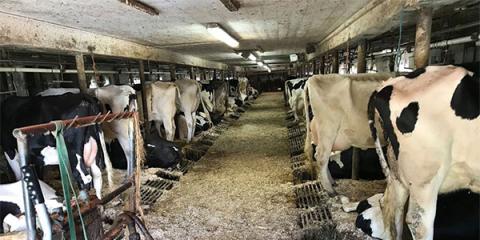 Cows in stalls