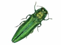 emerald ash borer