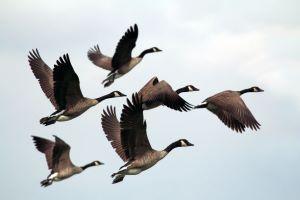 Photo of geese flying by Gary Bendig on Unsplash