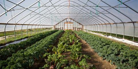 Greens lining greenhouse